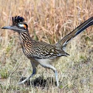 Meet your Posher, Fidel